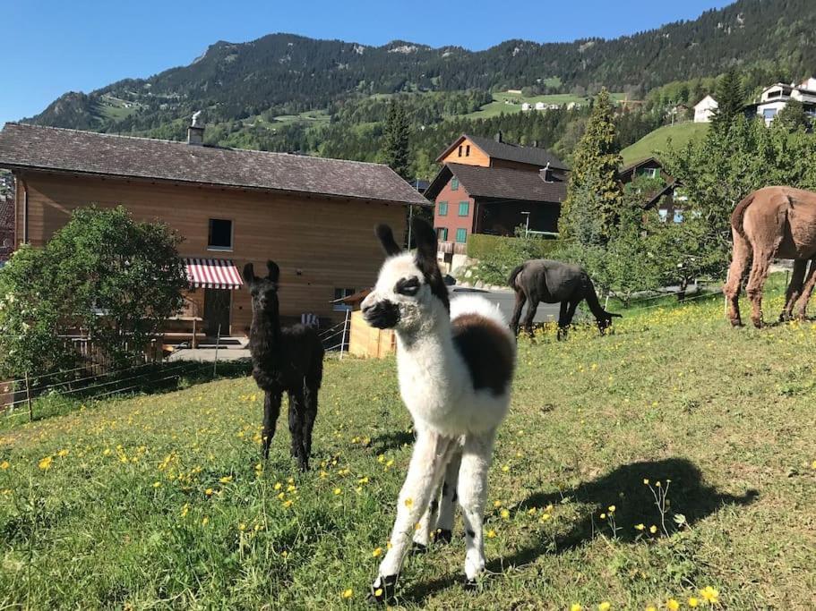 Готель Jurte Beim Lama- & Alpakahof Triesenberg Екстер'єр фото