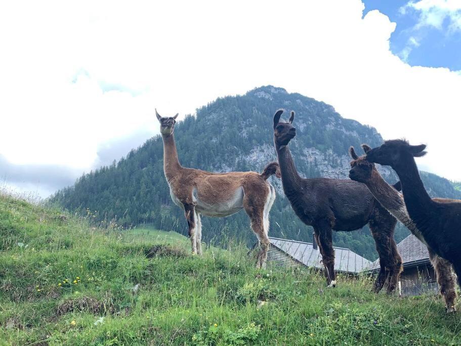 Готель Jurte Beim Lama- & Alpakahof Triesenberg Екстер'єр фото