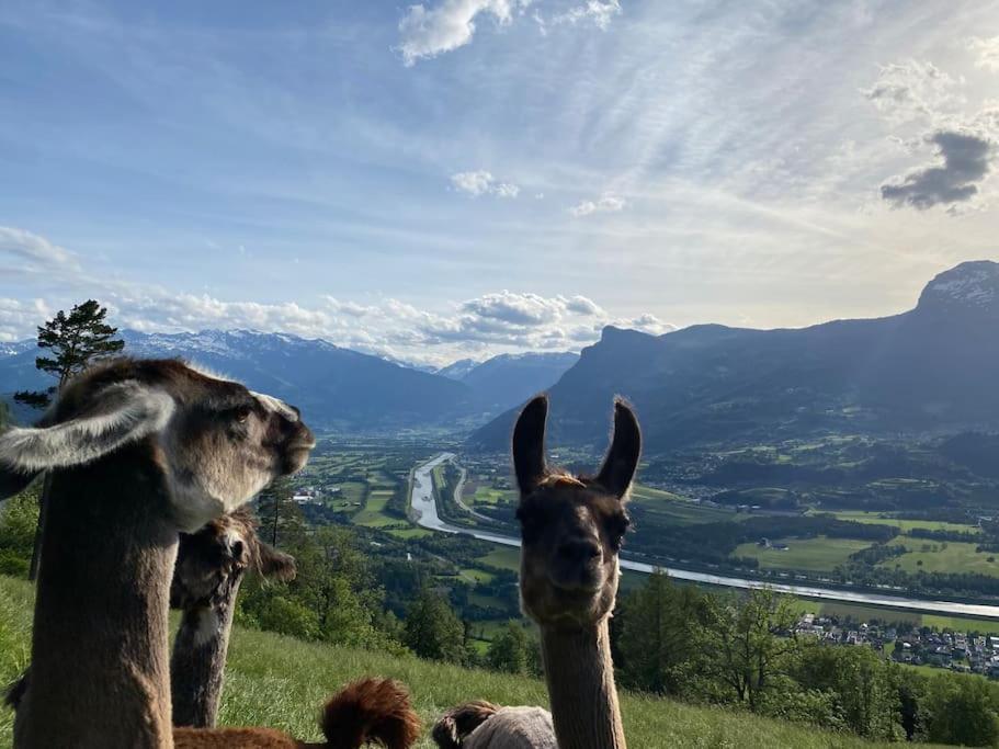 Готель Jurte Beim Lama- & Alpakahof Triesenberg Екстер'єр фото